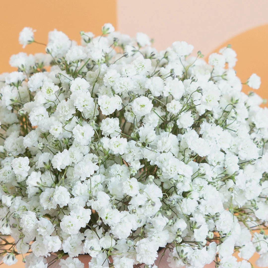 Joyful Baby's Breath Mini Flower Box - Image 4